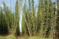 Hopfen_1.JPG